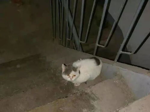 吉林市猫贩子租房养猫有病就扔,太没人性了
