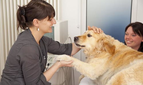 你们家的狗狗可以献血吗 血型该如何匹配 关于狗狗献血的那些事