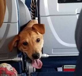 上次我坐飞机时,发现旁边坐的是一只狗...