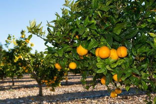 梦见橘子树结满了橘子是什么意思(梦见橘子树结满了橘子是什么意思呀)