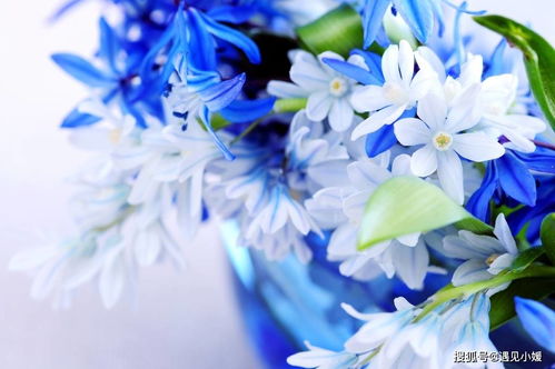 蓝色永生花怎么弄好看，蓝色花配什么花(蓝色鲜花花语)