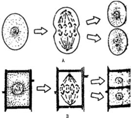 植物细胞分裂过程 图片欣赏中心 急不急图文 Jpjww Com