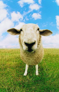 2014年属羊之人生肖运势 四大运势全面分析 