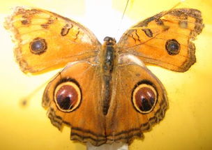 蝴蝶百科各种蝴蝶的名字是什么 