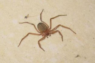 这是什么虫子 在家发现的,像蜘蛛又像大号的虱子 扁扁扁的,比绿豆大一点,有害吗 也像螃蟹 