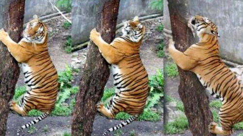 你真以为老虎不会爬树吗