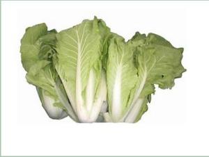 杭白菜几月份种植合适,杭白菜亩产量一般多少斤？