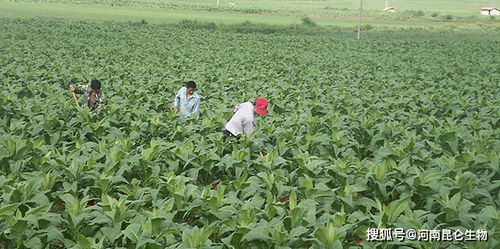 烤烟重茬根腐怎么办 烤烟叶枯叶霉病用什么预防 烤烟黄叶死苗用什么药防治