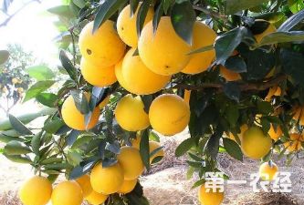 橙子种植方法和管理(橙子的种植方法与时间)