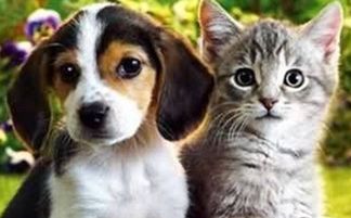 猫和狗哪个好养,一个宠物培训师的建议