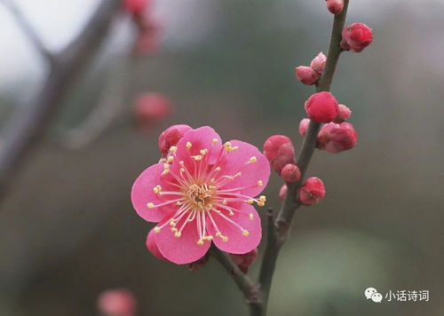 飘逸悠扬意思解释词语  香兰开什么花？