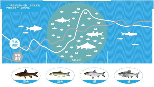 中华鲟放流 不仅仅是中华鲟 保护长江水生生物多样性的 三峡方案