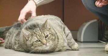 关于 猫 的五个吉尼斯纪录,世界上最胖的猫,居然不是橘猫