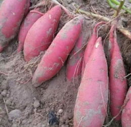 种植红薯产量不高 你可能不了解红薯对环境的要求和栽种方法