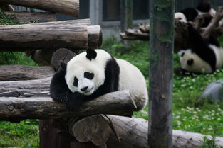 2019卧龙大熊猫保护区作为国内最好的熊猫基地之一里面的熊猫 可爱到爆炸,谁顶得住啊 不行了 卧龙大熊猫自然保护区 评论 去哪儿攻略 