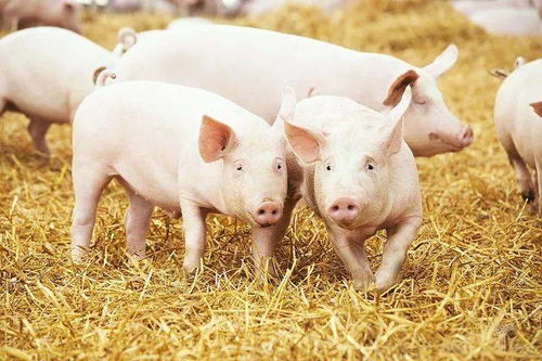 2022年生猪养殖户如何走出高成本困境