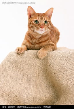 可爱的咖啡色猫咪图片免费下载 红动网 
