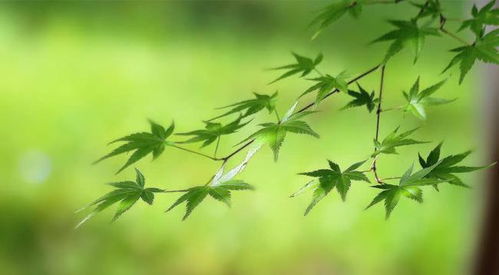 繁华落尽三千泪,只为相思醉红颜