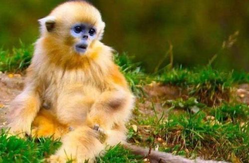 猴猴猴猴猴 2021年会遇见下面1个人,是你后半辈子最大的贵人