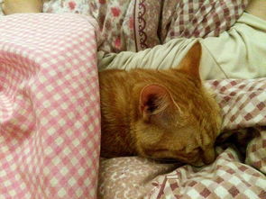 猫咪趴在被子上睡大觉 我悄悄给她盖上了被子 