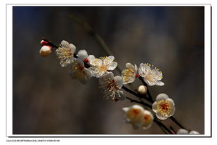 梅花影视