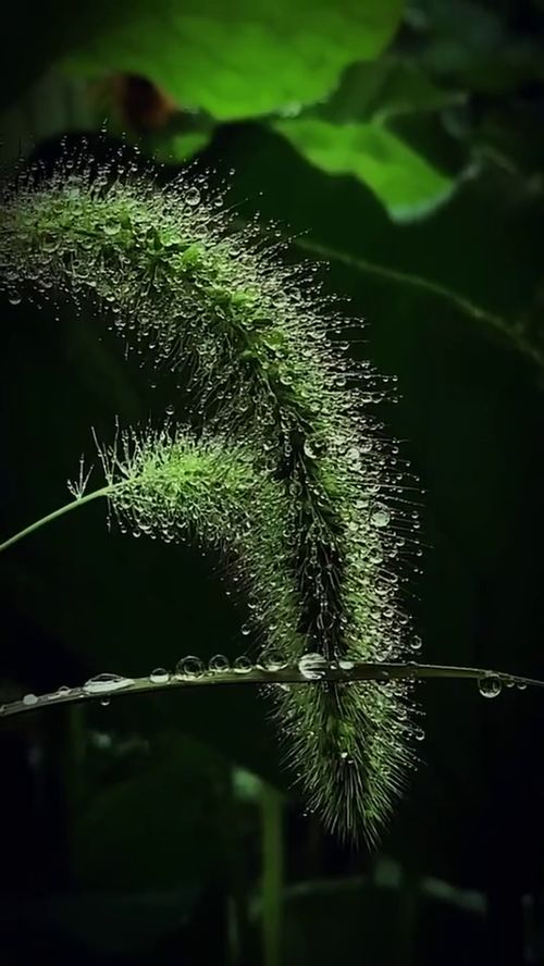 狗尾巴草的花语,就像它自己一样,坚韧不被人了解 