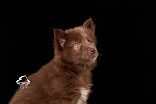 太空狗宠物摄影 小棕熊肖像