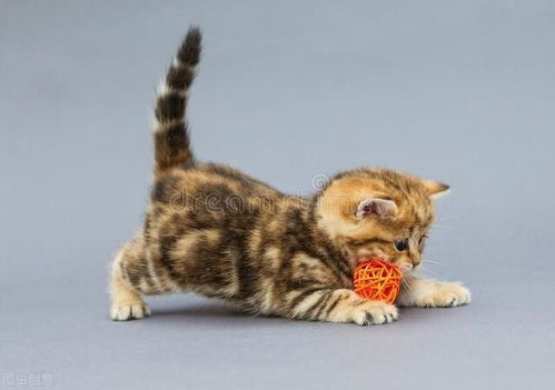 养猫经验 猫咪提高免疫力的营养品
