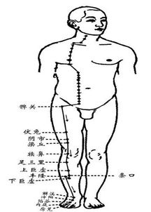 足阳明胃经 搜狗百科 