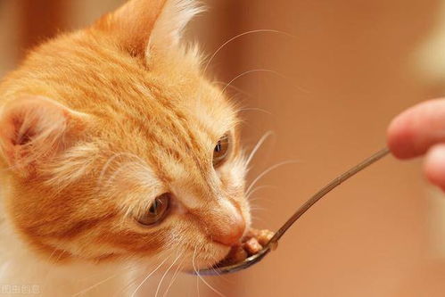 猫咪蚤病的预防与治疗