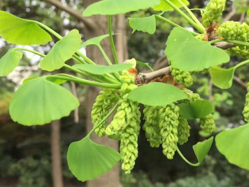 海物志 银杏花开