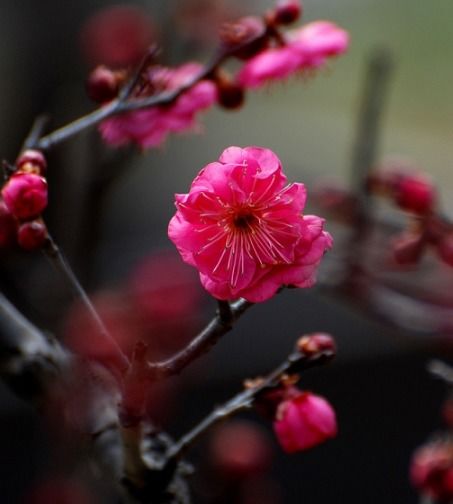 2021年3月14日运旺财旺桃花旺,横财遍地,事业旺喜进门的四生肖排行榜