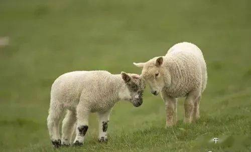 农村养羊4禁忌,养羊户们一定要注意!,养羊注意事项