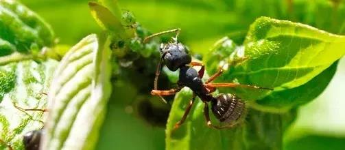 养在室外能够驱赶蚂蚁的清香植物,减少害虫侵扰