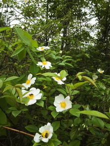 春天不是读书日,我就爱去拍野花野草