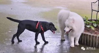兽交黑狗白狗 黑色狗和白色狗杂交是什么狗