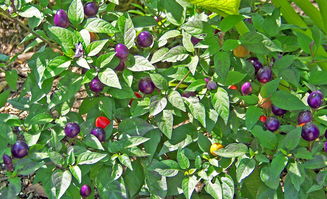浆果,紫色,红色,叶子,布什,自然 