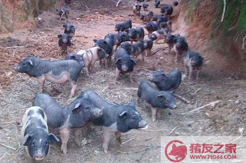 二元猪和三元猪辨别,三杂猪与土猪有哪些地方不同？