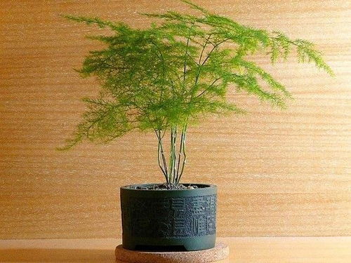 关于植物方面的知识(关于植物的相关资料)