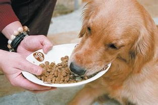 狗狗可以吃芹菜吗（狗狗可以偶尔吃面包吗）