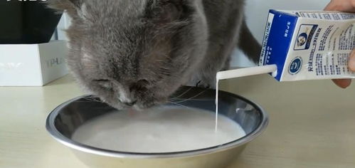 我家有只可爱的大肥猫 喝奶中 