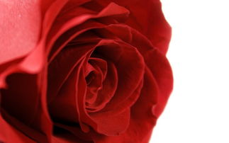 漂亮的玫瑰写真图片 第6张