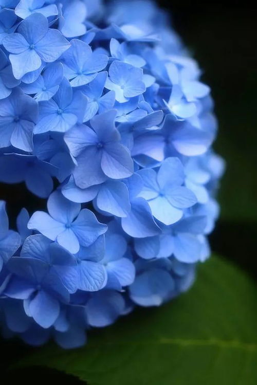 花色与运势 蓝色的花