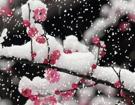 12月7日大雪,一曲 爱的雪花飘满冬季 太美了,送给牵挂我的人