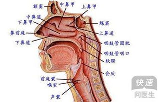 器质性病变的鼻炎 西药治疗此疾病效果是很理想