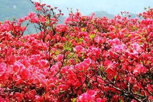 杜鹃花的样子,颜色,气味和其他,杜鹃花的香味是浓还是淡？