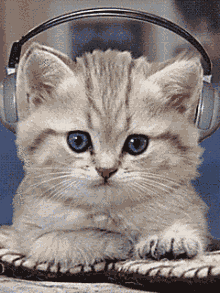 搞笑GIF 快乐听音乐的小猫,跟随音乐摇摆