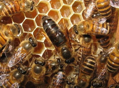大流蜜时换蜂王对产量有影响吗