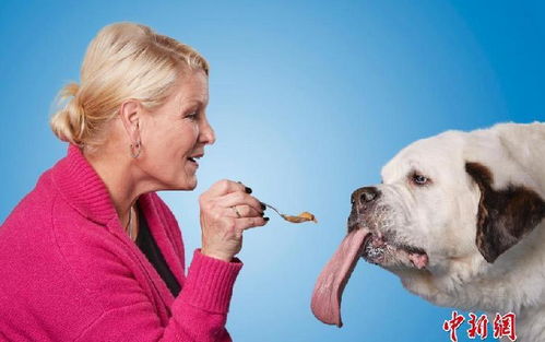 狗狗舌头长18厘米 创吉尼斯世界纪录