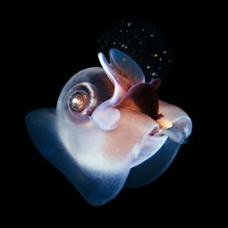 摄影师潜入深海,这里的生物竟比海绵宝宝更酷炫 